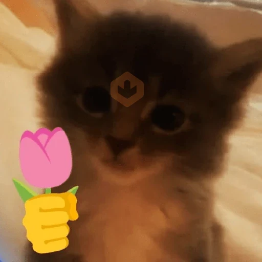 🐈‍⬛🐱🧶 GATOS | CATS 5 🧶🐱🐈‍⬛ sticker 13