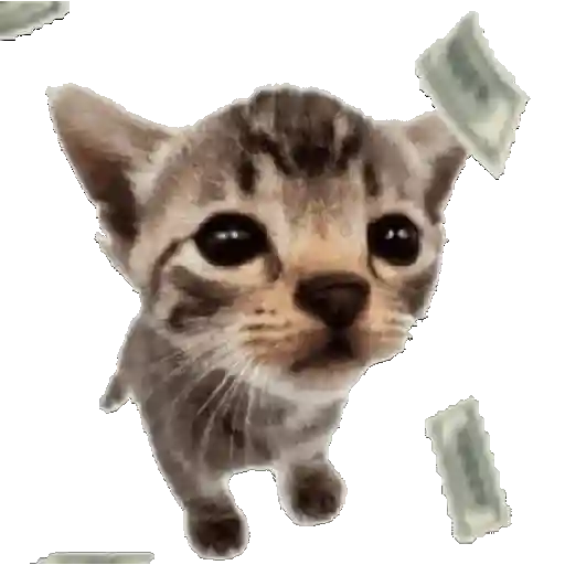 🐱🐾🐈 GATOS 🐈🐾🐱 sticker 18
