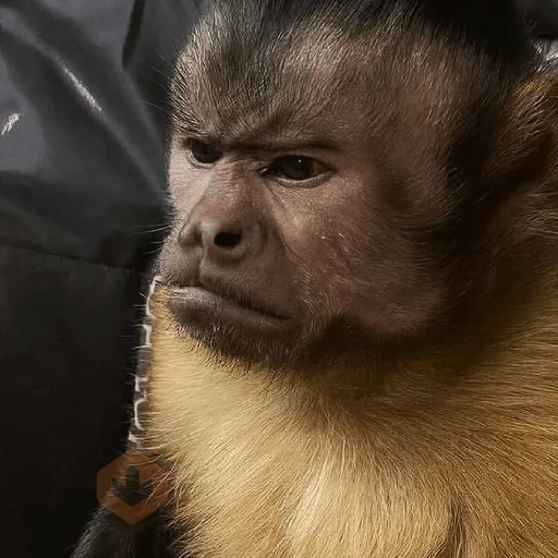 🐒🌴🐵 MONOS | MONKEYS 🐵🌴🐒 sticker 12