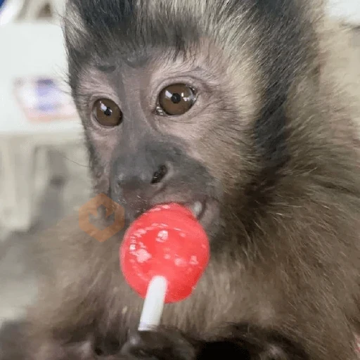 🐒🌴🐵 MONOS | MONKEYS 🐵🌴🐒 sticker 24