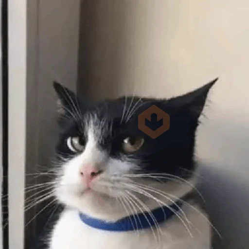 😼🫐 Gatos TikTok 🫐😼 sticker 14