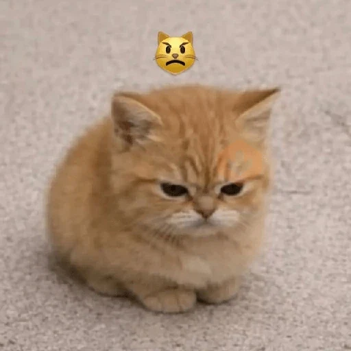😼🫐 Gatos TikTok 🫐😼 sticker 11