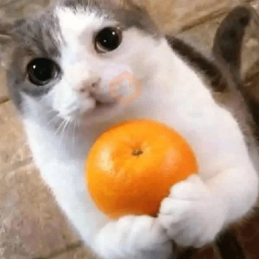 😼🫐 Gatos TikTok 🫐😼 sticker 13
