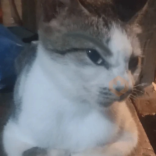 😼🫐 Gatos TikTok 🫐😼 sticker 17