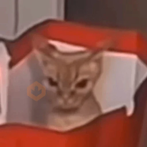 😼🫐 Gatos TikTok 🫐😼 sticker 16