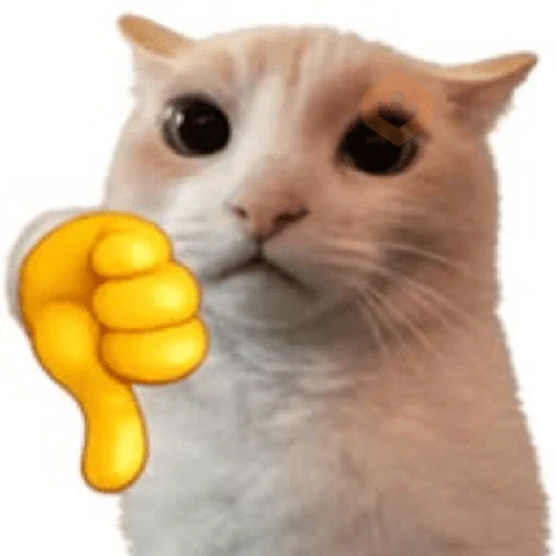 😼🫐 Gatos TikTok 🫐😼 sticker 15