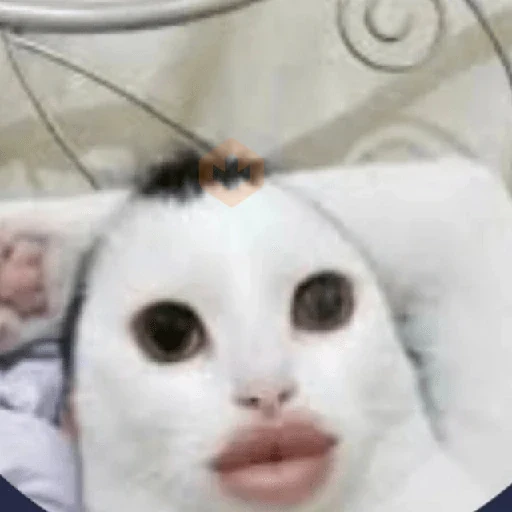 😼🫐 Gatos TikTok 🫐😼 sticker 18