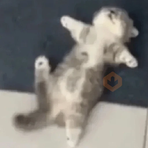 Más Michis! 🐾😺 sticker 17