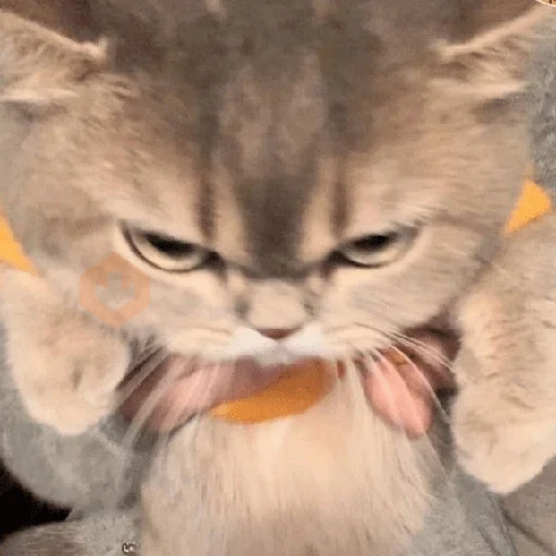 Más Michis! 🐾😺 sticker 20