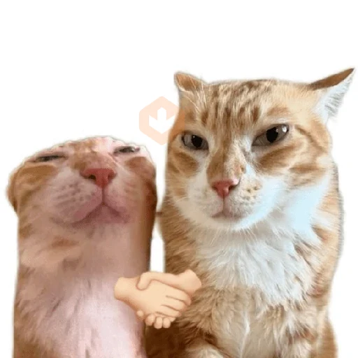 Más Michis! 🐾😺 sticker 18