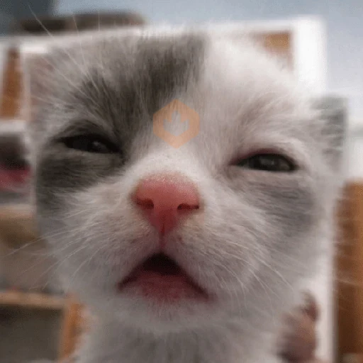 Más Michis! 🐾😺 sticker 13