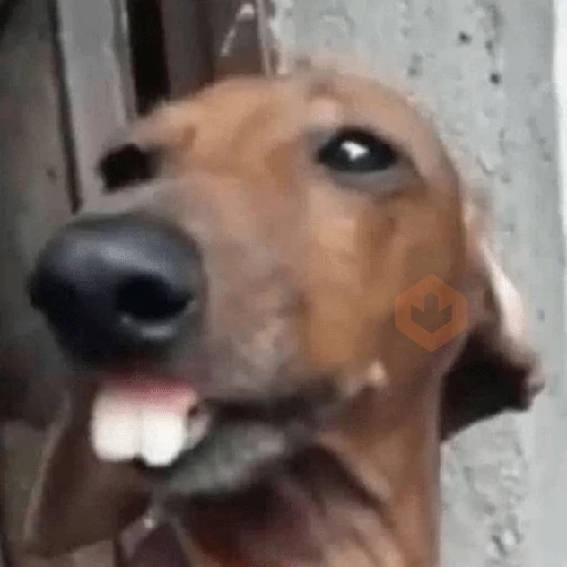 Más y Más Perritos 🐶🐾 sticker 17