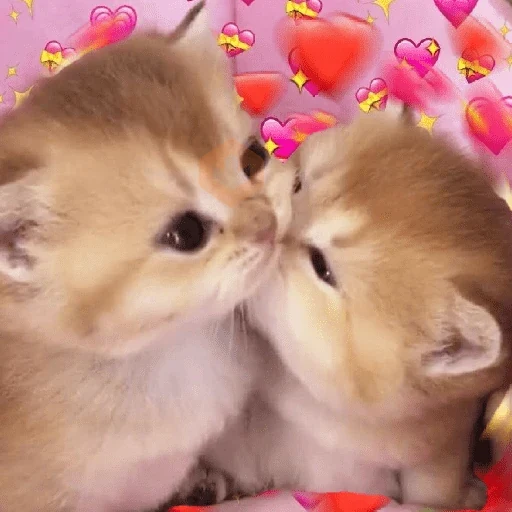 ✨️💖🐱 AMOR | GATOS 🐱💖✨️ sticker 18