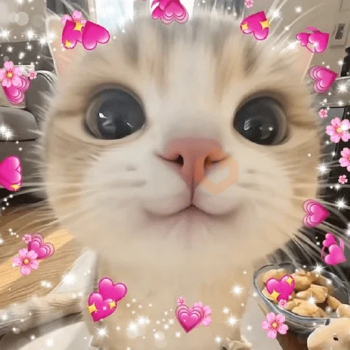 ✨️💖🐱 AMOR | GATOS 🐱💖✨️ sticker 14