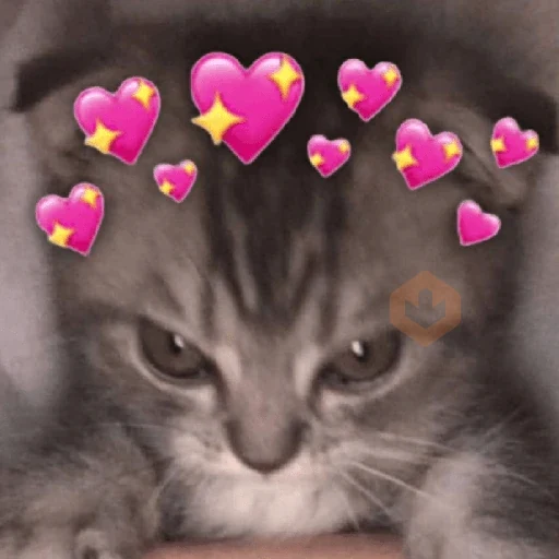 ✨️💖🐱 AMOR | GATOS 🐱💖✨️ sticker 17