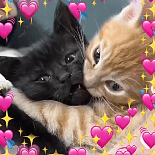 ✨️💖🐱 AMOR | GATOS 🐱💖✨️ sticker 15