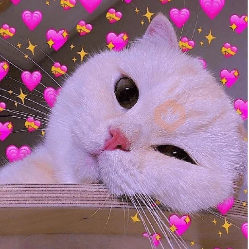 ✨️💖🐱 AMOR | GATOS 🐱💖✨️ sticker 11