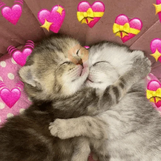 ✨️💖🐱 AMOR | GATOS 🐱💖✨️ sticker 13