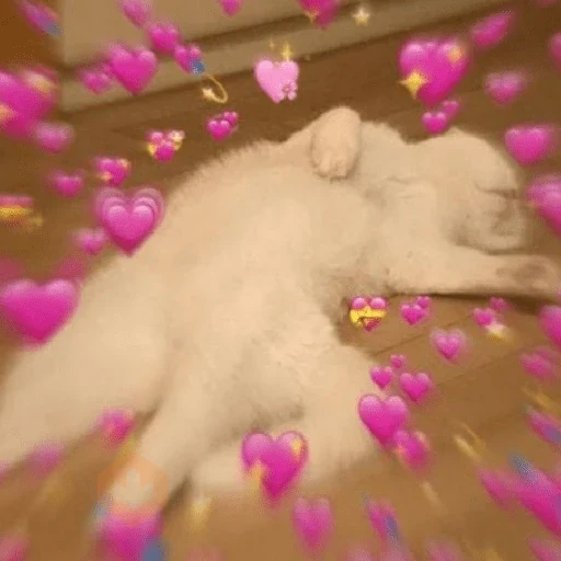 ✨️💖🐱 AMOR | GATOS 🐱💖✨️ sticker 12