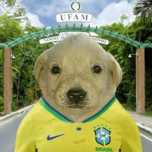 🇧🇷⚽️ BRASIL ⚽️🇧🇷 sticker 16