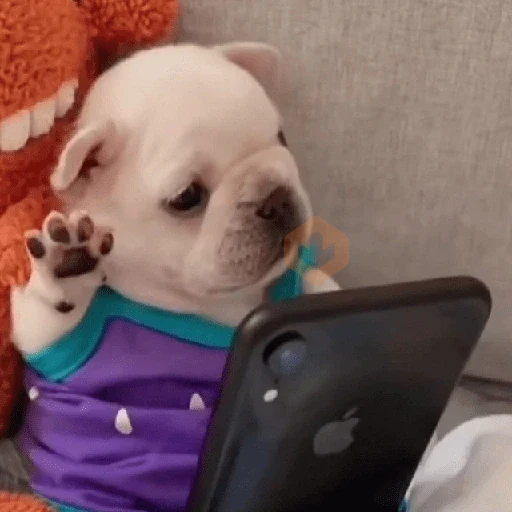 🪂🫯 Pibble Dog - TikTok 🫯🪂 sticker 14