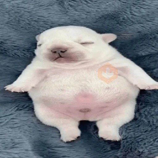 🪂🫯 Pibble Dog - TikTok 🫯🪂 sticker 11
