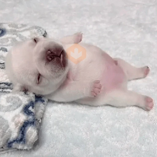 🪂🫯 Pibble Dog - TikTok 🫯🪂 sticker 13