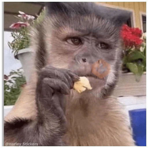 🐒Monitos graciosos 😝🐒 sticker 11