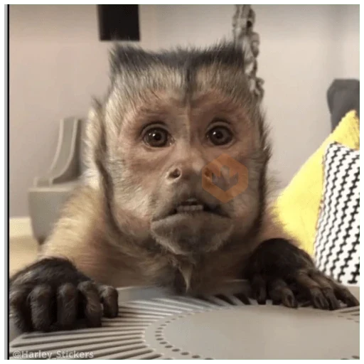 🐒Monitos graciosos 😝🐒 sticker 14