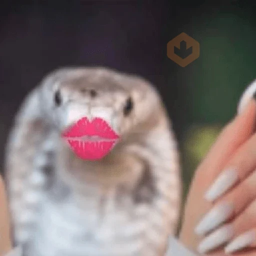 😎🍿Reacciones Animales 🫙😎 sticker 15