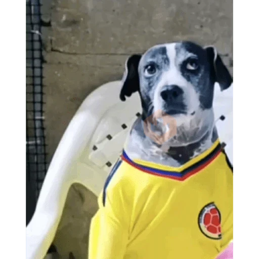 Seleccion de colombia 2026 sticker 14