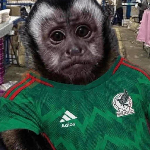 México 🇲🇽 Memes mundial ⚽🥅 sticker 20
