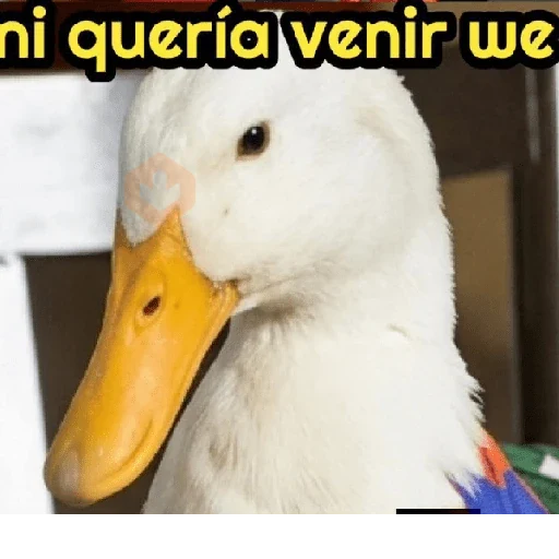 México 🇲🇽 Memes mundial ⚽🥅 sticker 28