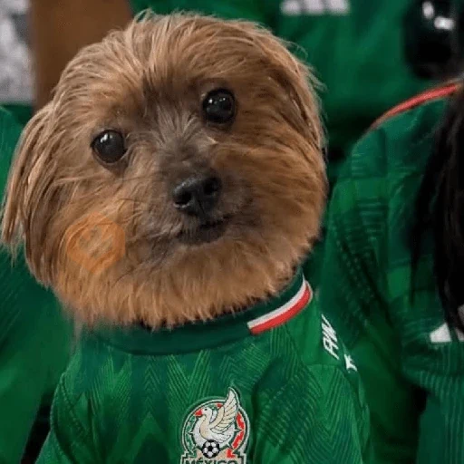 Memes México sticker 20