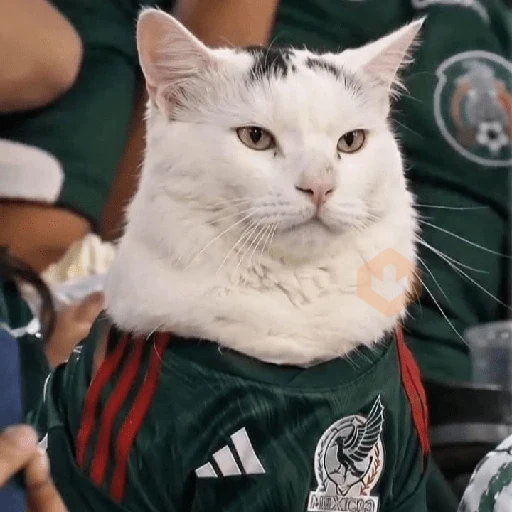 México 🇲🇽 memes y si, si?⚽🥅 sticker 17