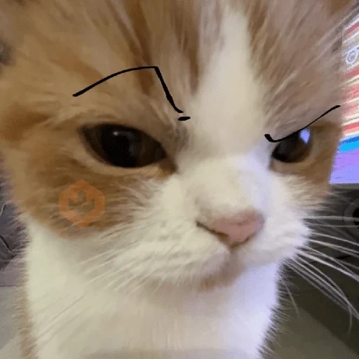 😡🐱 GATOS ENOJADOS 🐱😡 sticker 22