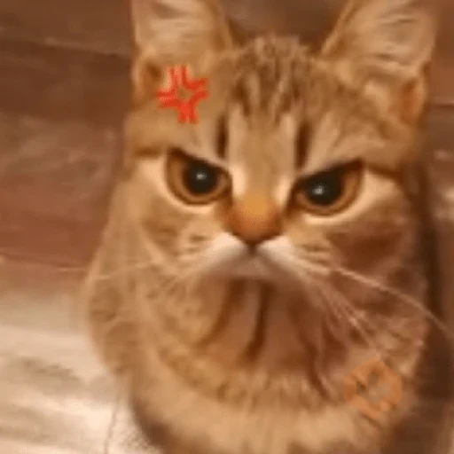 😡🐱 GATOS ENOJADOS 🐱😡 sticker 21