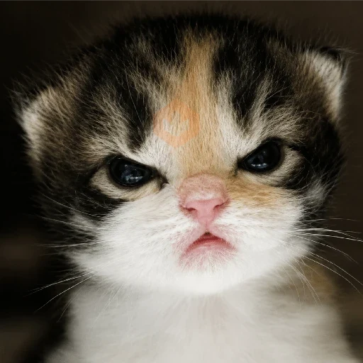 😡🐱 GATOS ENOJADOS 🐱😡 sticker 13