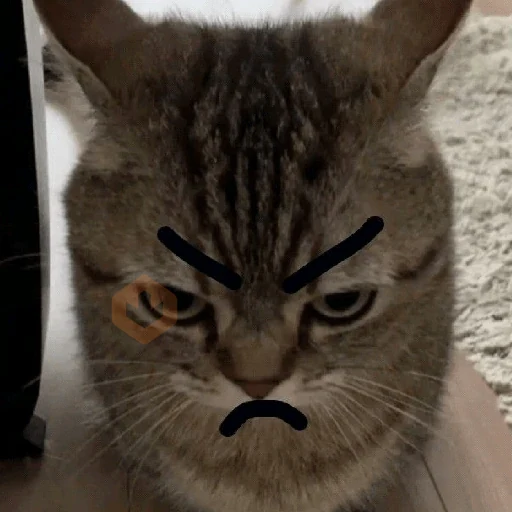 😡🐱 GATOS ENOJADOS 🐱😡 sticker 24