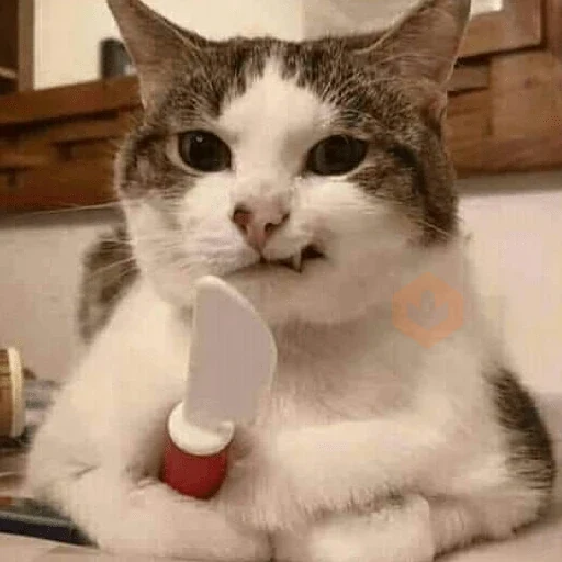 😡🐱 GATOS ENOJADOS 🐱😡 sticker 17