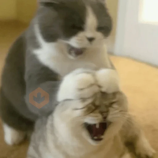 😡🐱 GATOS ENOJADOS 🐱😡 sticker 16