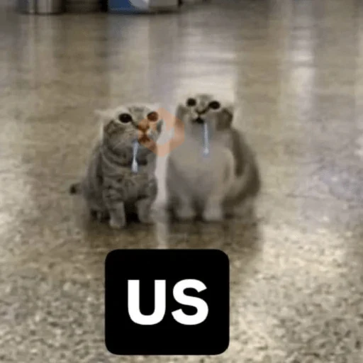 gato babando sticker 26