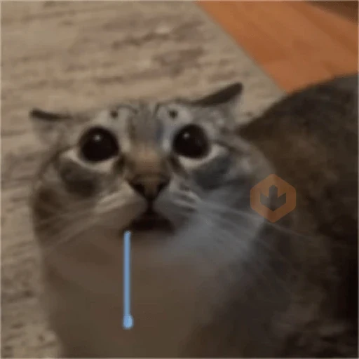 gato babando sticker 17