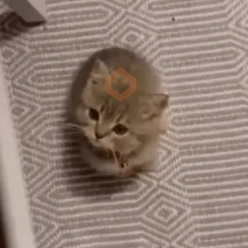 🐈🧶 Gatos Cats Gatinho 😺 sticker 13