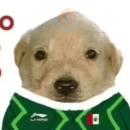 Y si sí? México Memes⚽🇲🇽 sticker 23