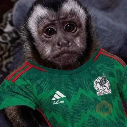 y si sí méxico 😎 memes sticker 21