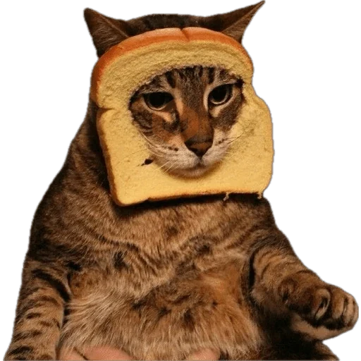 Michi Pan Gato rebanada 🍞 XDXD sticker 13