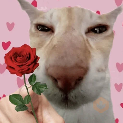 Reacciones con Amor 💘 😍 sticker 21
