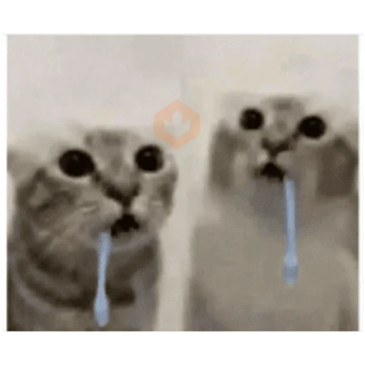 Gato sticker 13