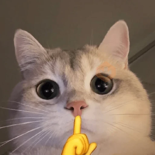 Gatinhos + Emojis 😻 sticker 11